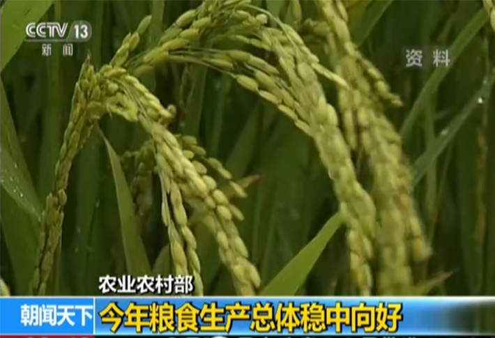 【中央廣播電視總台】農業農村部：今年糧食生產總體穩中向好