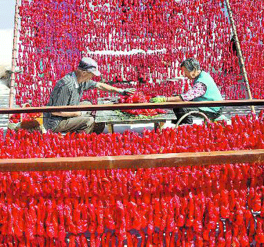 新疆上湖村：紅紅火火的辣椒產業