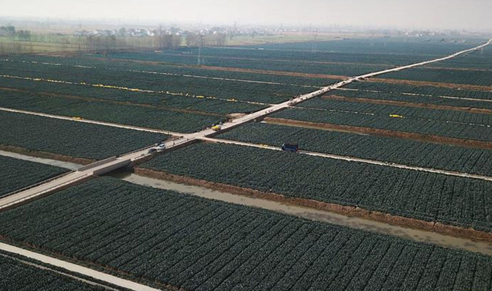 8/10江蘇響水：西蘭花結出“致富果” 響水是江蘇省12個重點幫扶縣之一。近年來，響水縣積極引導農業產業結構調整，因地制宜發展西蘭花特色產業。