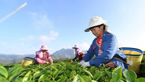 福建平和：高山茶園採摘季