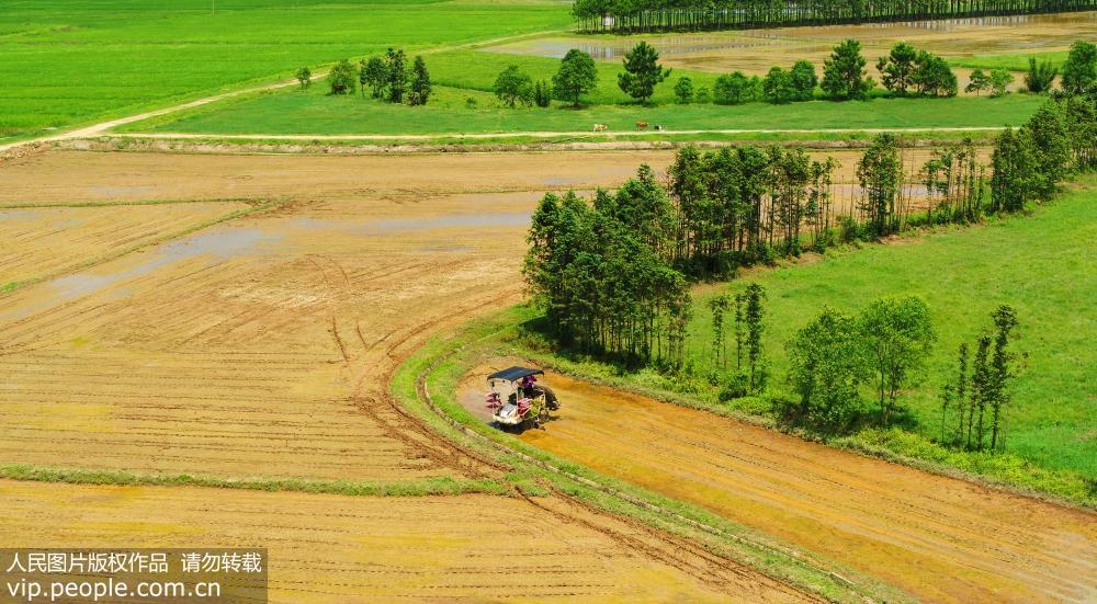 6月19日，在江西省吉安市泰和縣“旱改水”農田裡，插秧機正在進行栽插作業，夏日田園一派繁忙景象。
